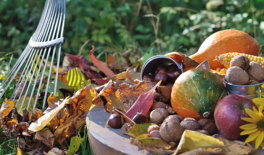 Transitioning Your Garden From Fall to Winter: Soil and Plant Care Tips