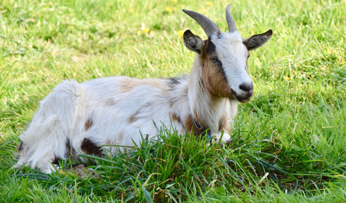 Causes of Bloat in Goats
