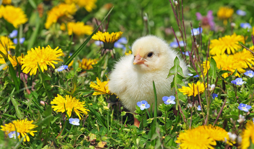 Chirping into Spring: Essential Tips for Early Chick Care