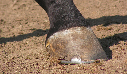 The Importance of a Healthy Hoof