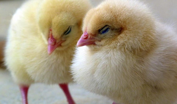 Winter Chick Care Tips: Keeping Your Flock Happy and Healthy Through the Cold Months