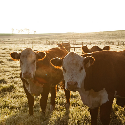 Cattle category image
