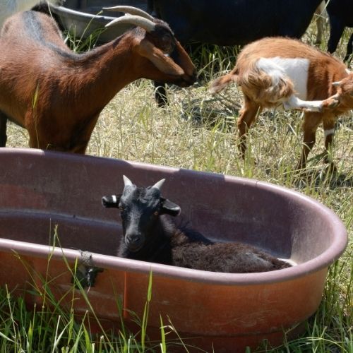 Farm AR MO Powell Feed and Milling