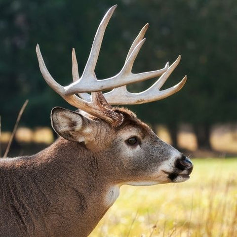 Wildlife category image