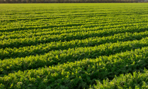 An empty crop pasture.