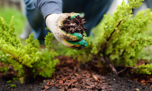 A gardener holding a handful of brown mulch.