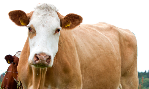 A close-up of a cow in a pasture on a clear day.