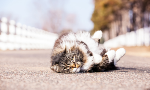A cat laying on the road on a sunny day.