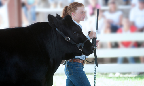 A young girl showing her cow.