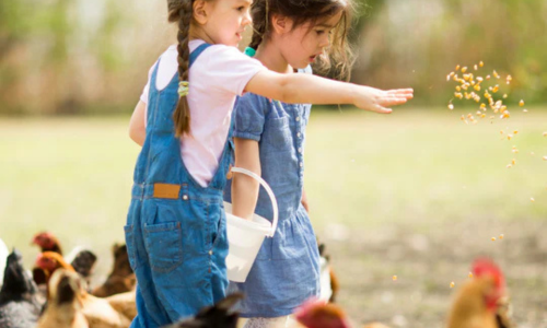 Young girls feeding free range chickens feed by hand.
