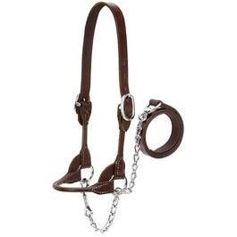 Cattle Show Halter, Brown Bridle Leather, Medium, 20-In. Chain x 36-In. Lead